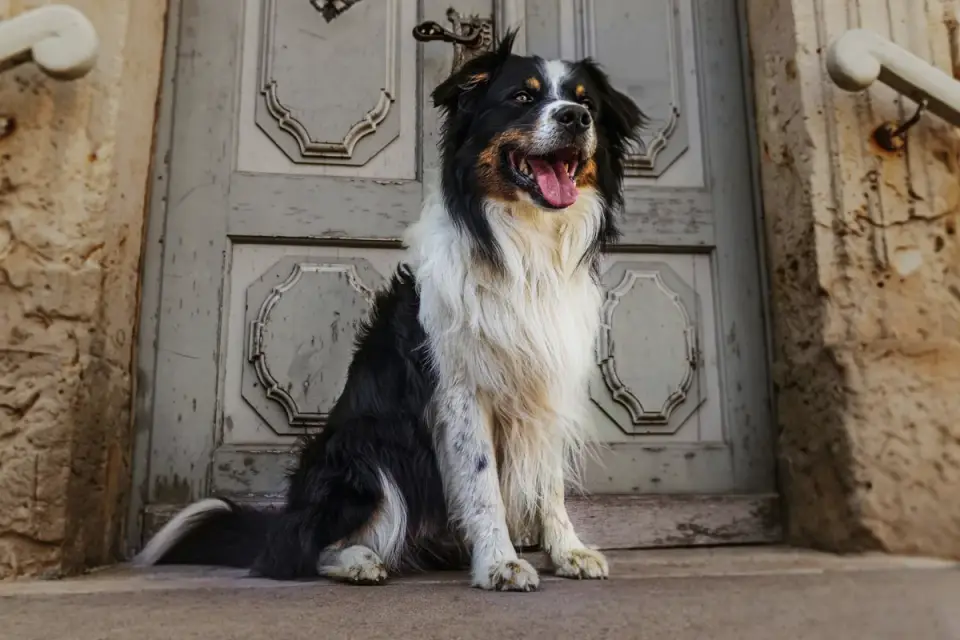 A chewed dog bed positioned near a front door