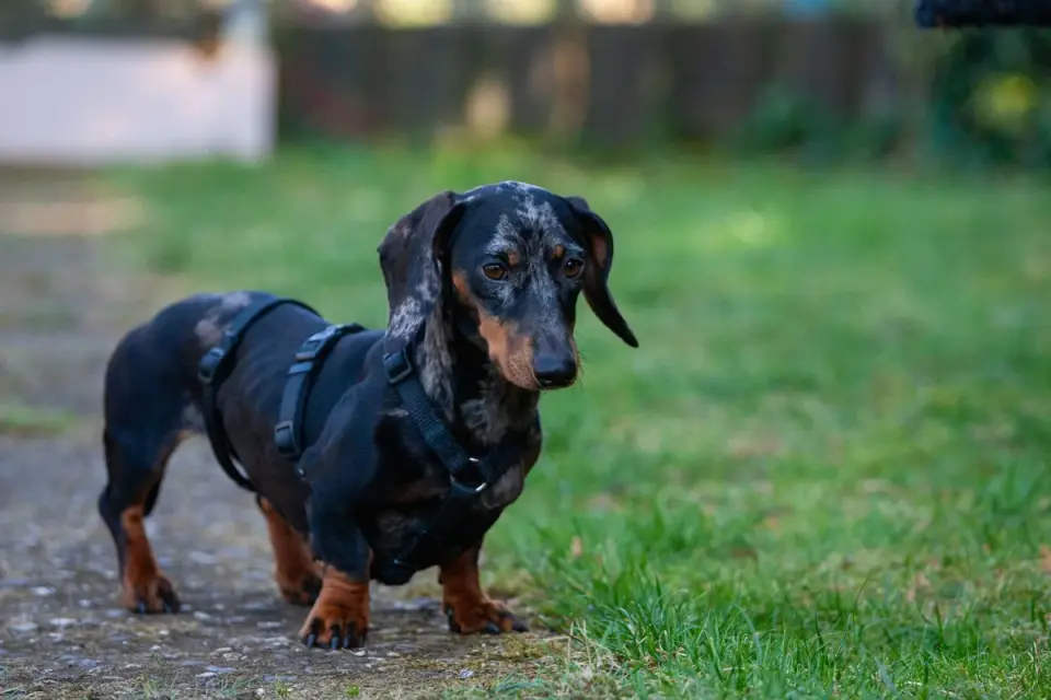 A dog being supported by a rear-lift harness during an outdoor walk
