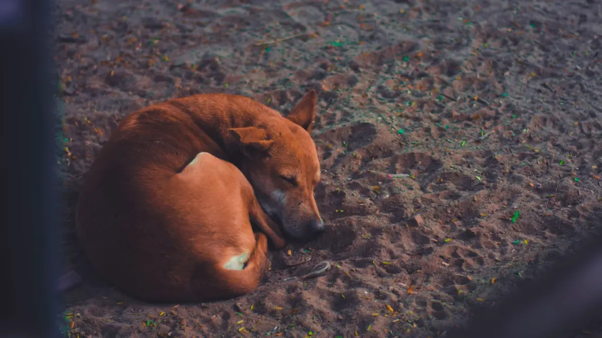 A dog curled up asleep on a dog bed in a dimly lit room
