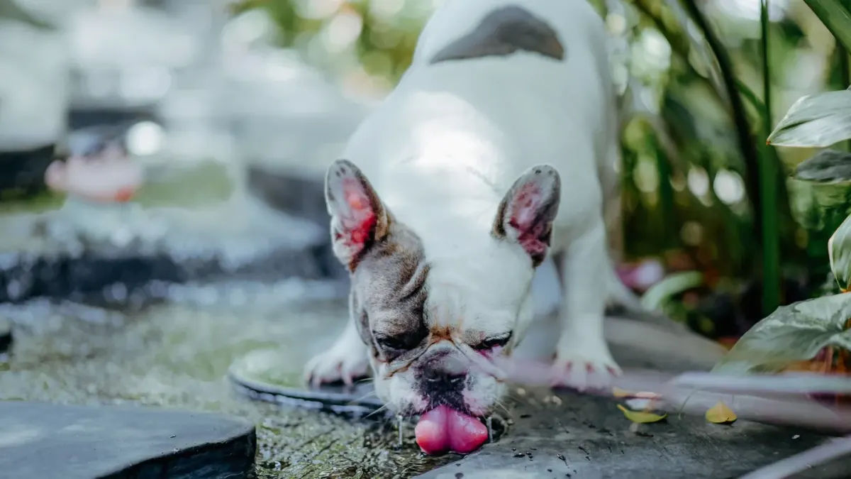 A dog drinking water from a metal bowl on a patio
