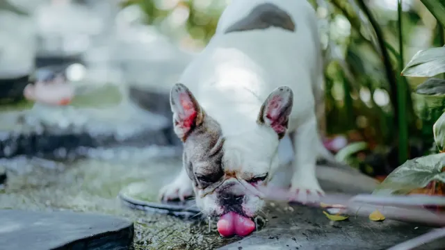 A dog drinking water from a metal bowl on a patio