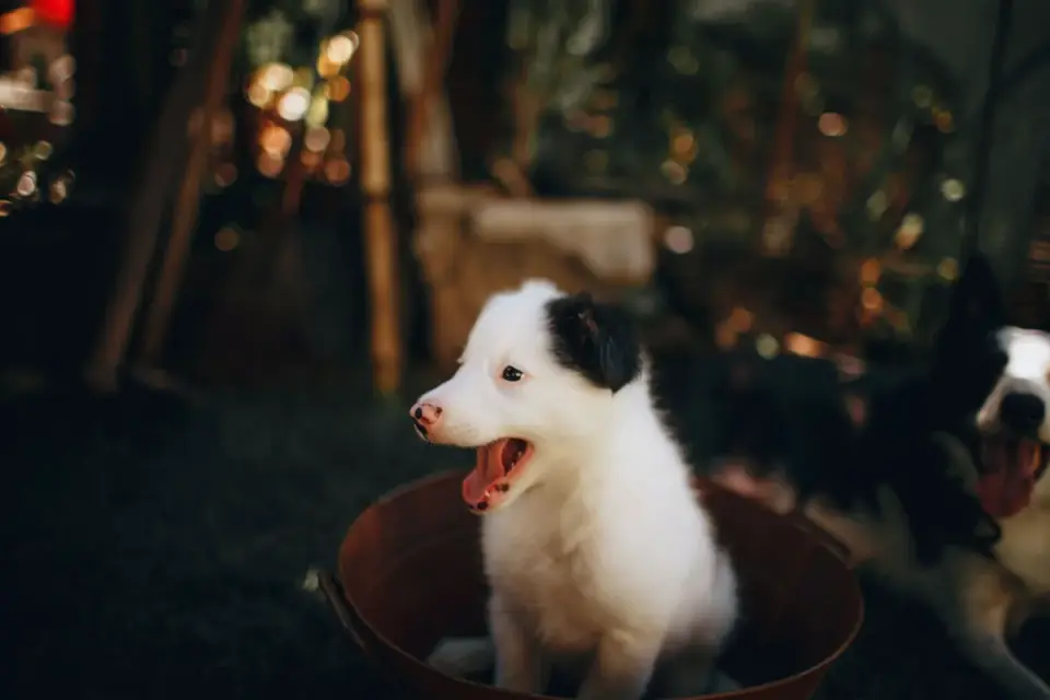 A dog eating from a bowl in a kitchen in the evening