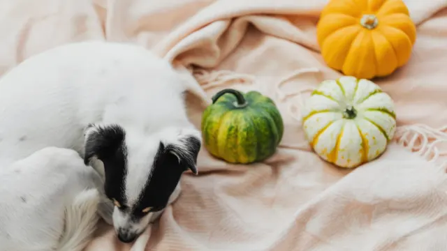A dog eating from a bowl next to sliced pumpkin and vegetables