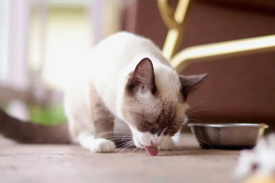 A dog eating from a bowl with a supplement capsule beside it on the kitchen floor