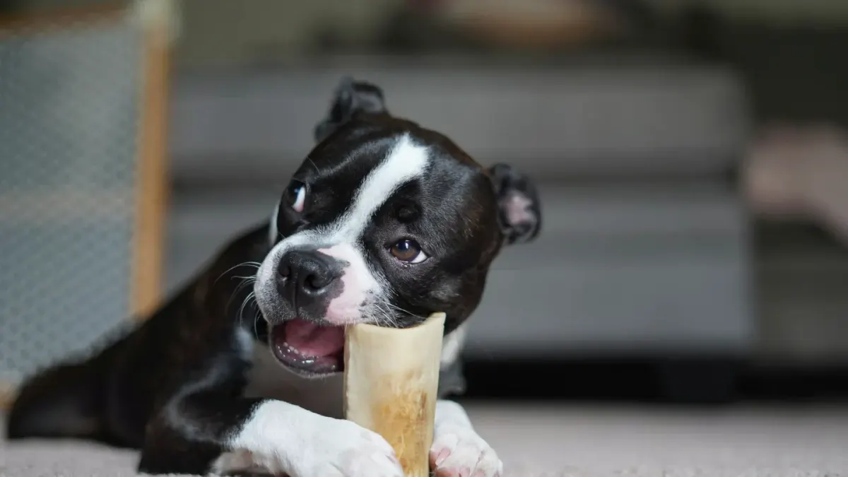 A dog gnawing on the leg of a wooden chair in a living room