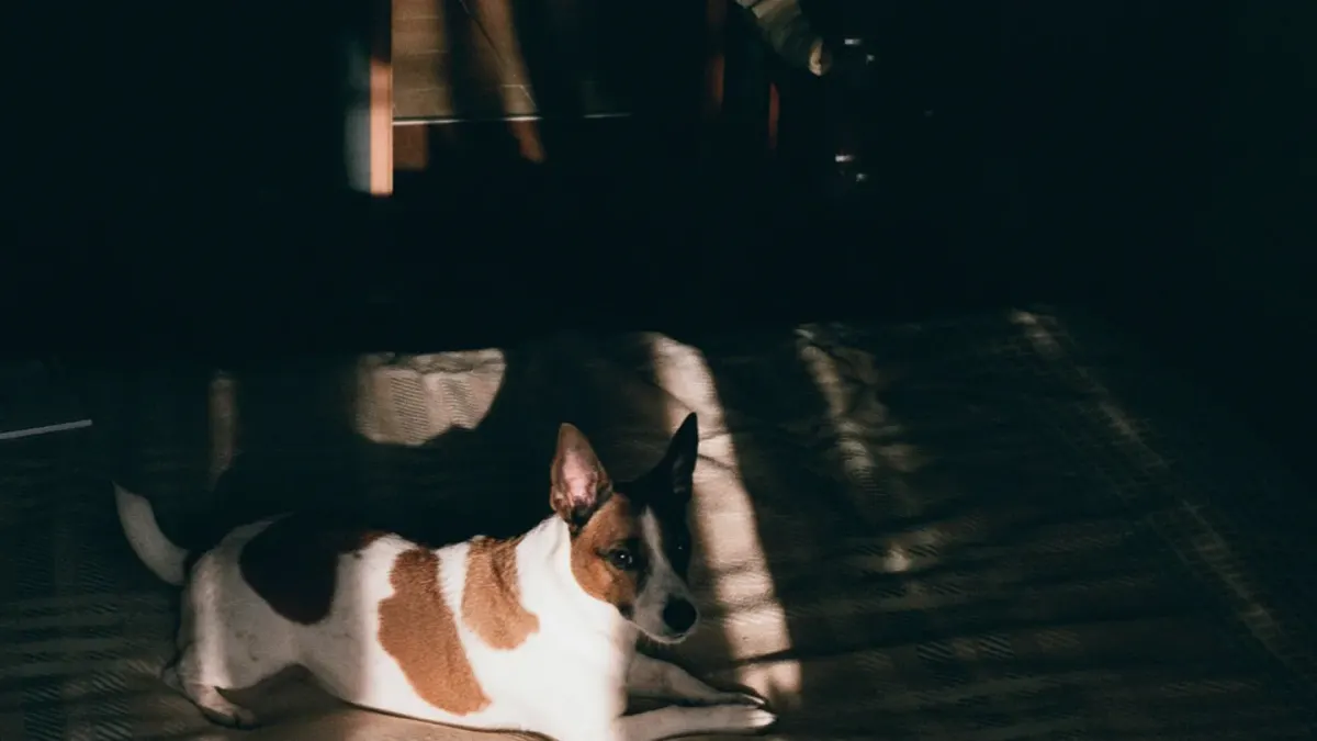 A dog lying calmly on a bed in a quiet room