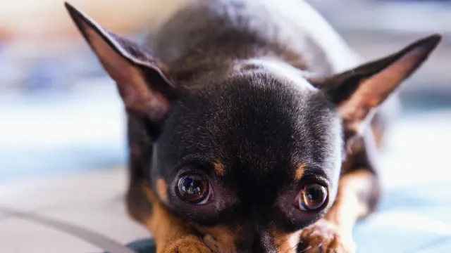 A dog lying calmly on a bed with a soft chew nearby