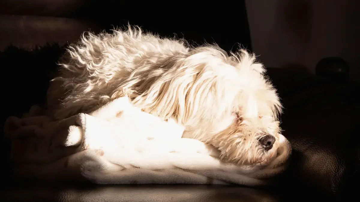 A dog lying calmly on a couch, watching rain through a window