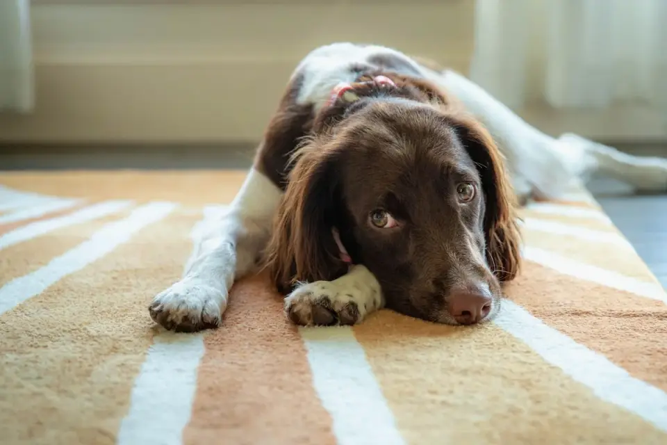 A dog lying calmly on a living room rug near a window