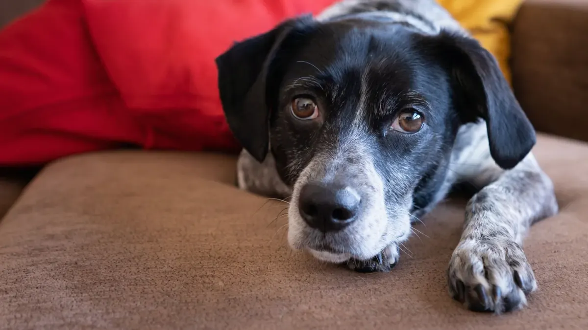 A dog lying on the floor with a watchful, tense posture near its owner's feet