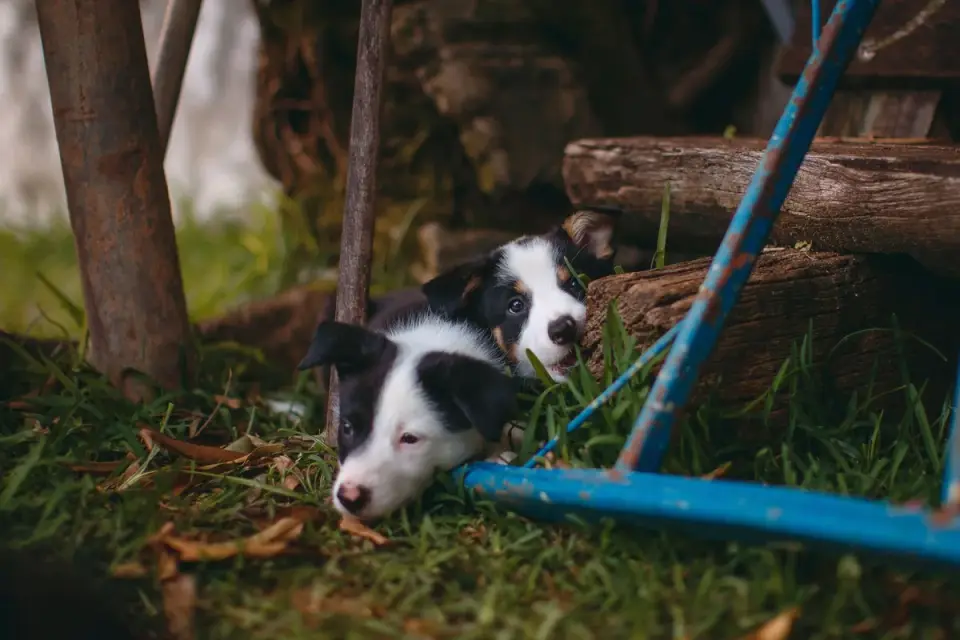A dog lying partly under a table, watching the room from a distance