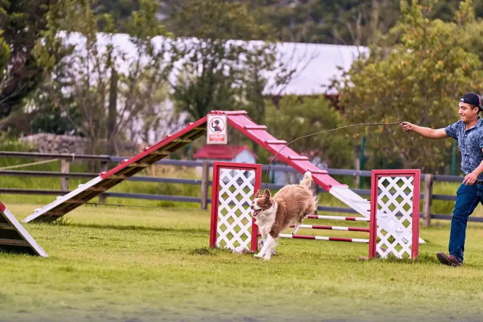 A dog mid-stride clearing a jump on an agility course
