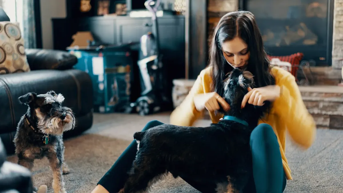 A dog nosing toward a spray bottle held near a couch