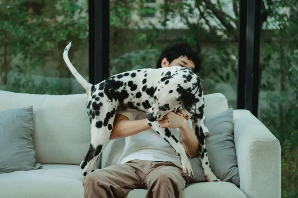 A dog owner handing a chewable supplement to their dog in a home kitchen