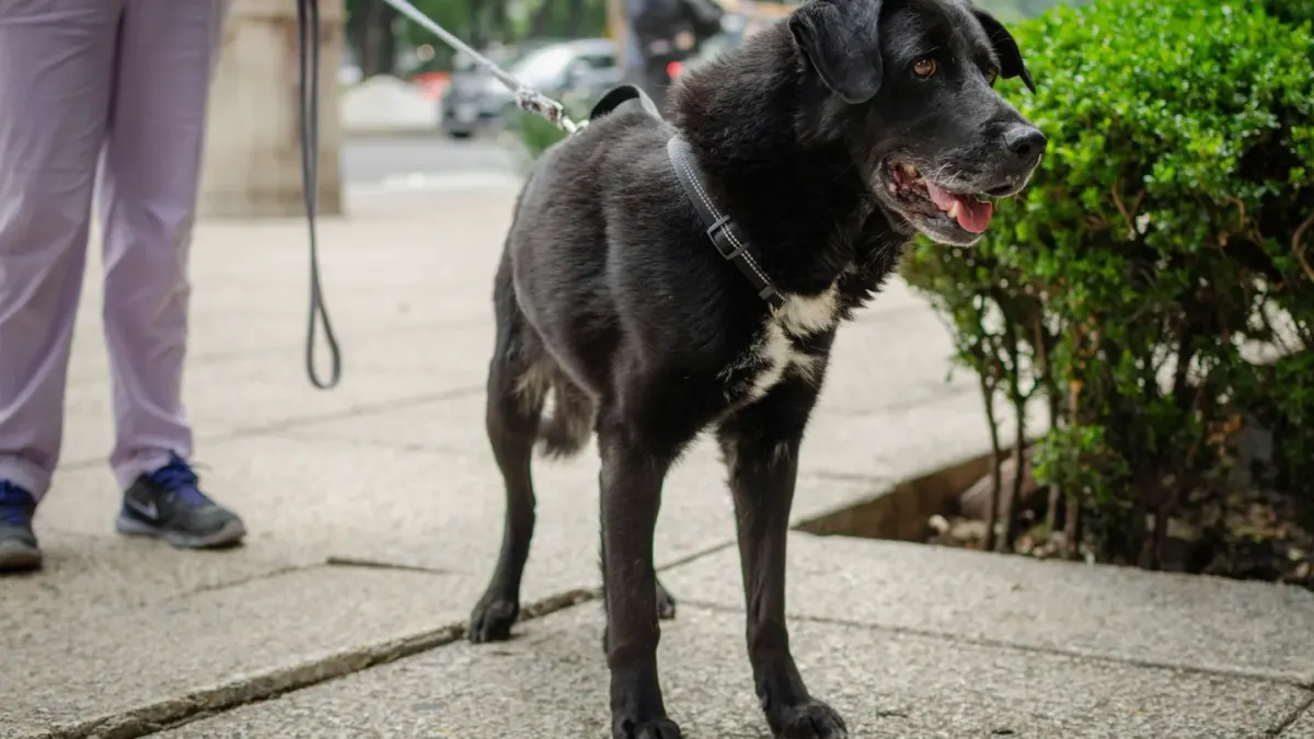 A dog owner kneeling to hand a treat to a leashed dog on a sidewalk