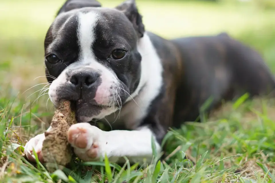 A dog owner offering a chew supplement to their dog at home
