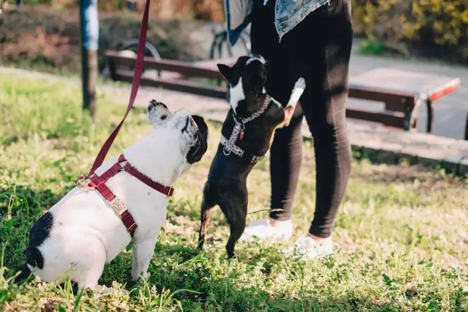 A dog owner rewarding a dog with a treat at a safe distance from a passing trigger