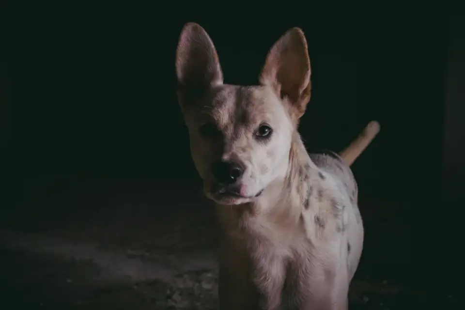 A dog pacing in a dimly lit living room at night