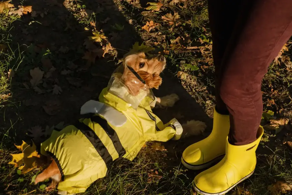 A dog pressed against its owner's legs, ears back, during a storm