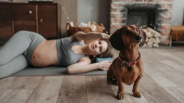 A dog resting calmly on a mat while an owner sits nearby
