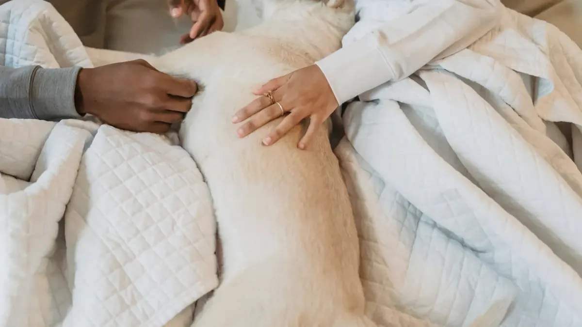 A dog resting close to its owner's feet indoors during a storm