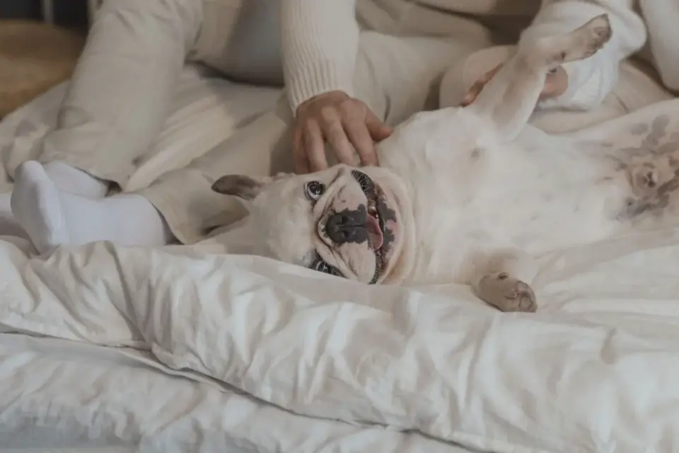 A dog resting on its own bed in a separate room while the owner works nearby