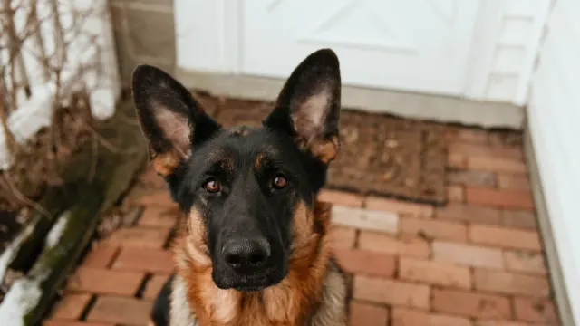 A dog sitting calmly by an open front door as a pet sitter arrives