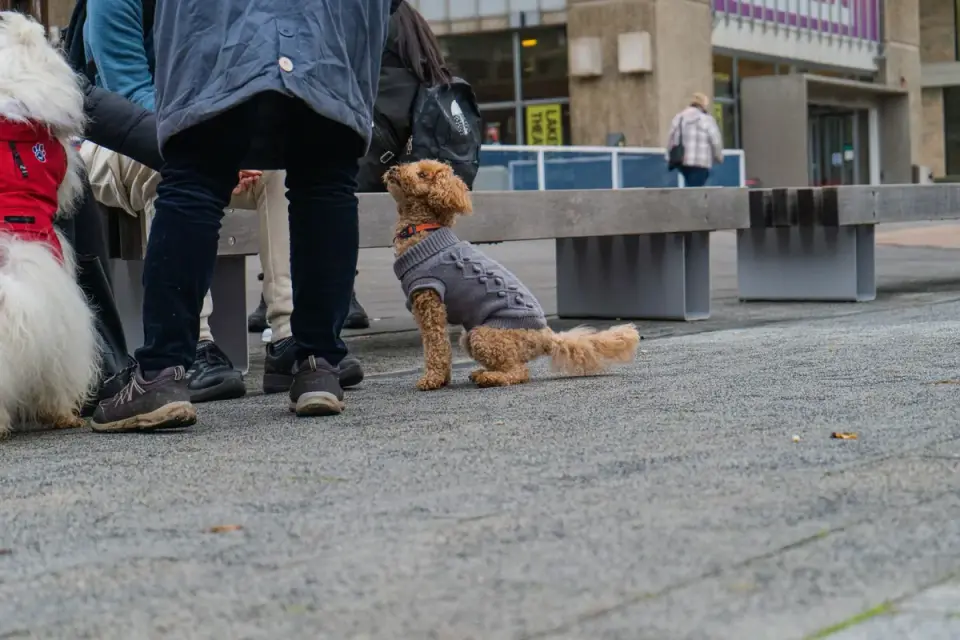 A dog sitting calmly on a sidewalk while its owner offers a treat during a training session