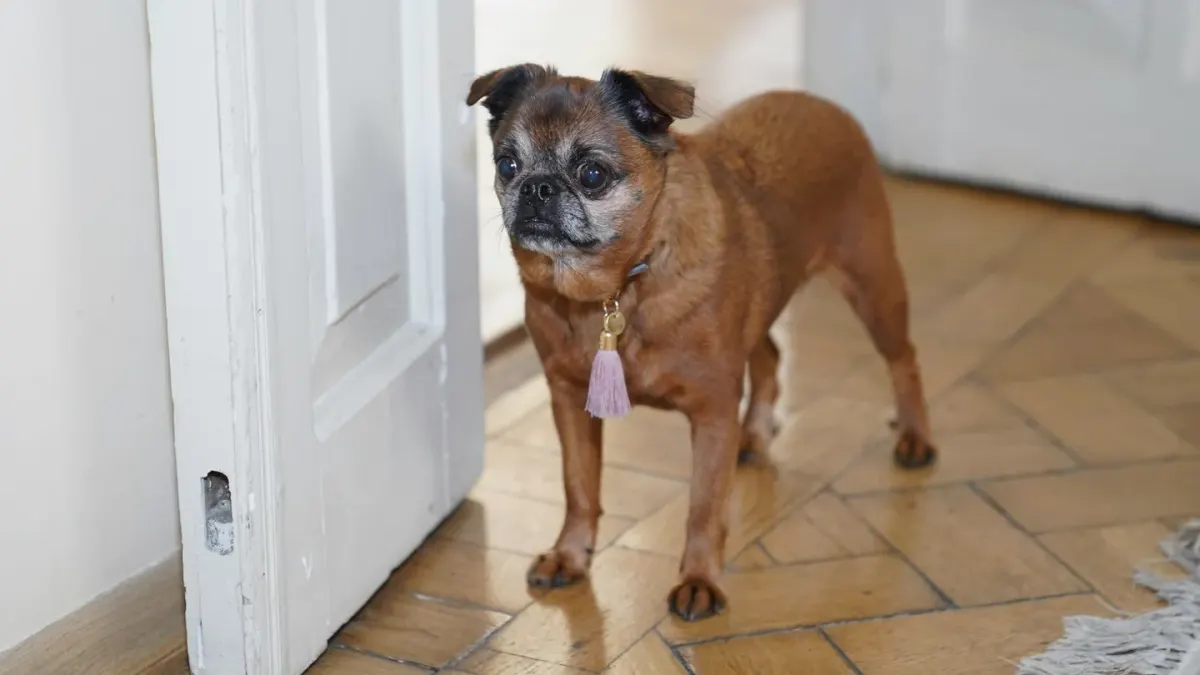 A dog sitting close to its owner with an alert, uncertain expression