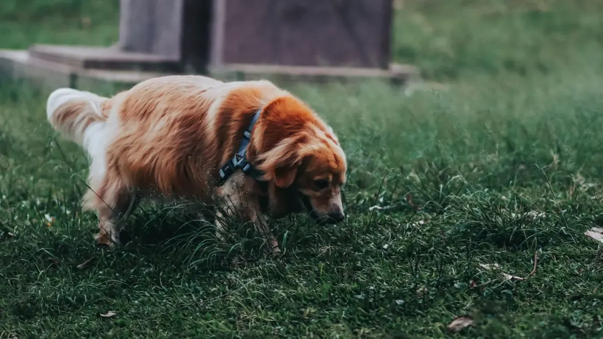 A dog sniffing along a grassy yard on a leash