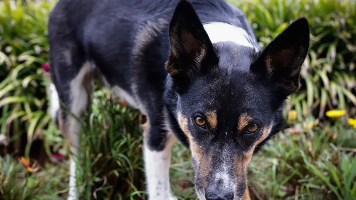 A dog sniffing at a cluster of wild mushrooms growing in damp grass