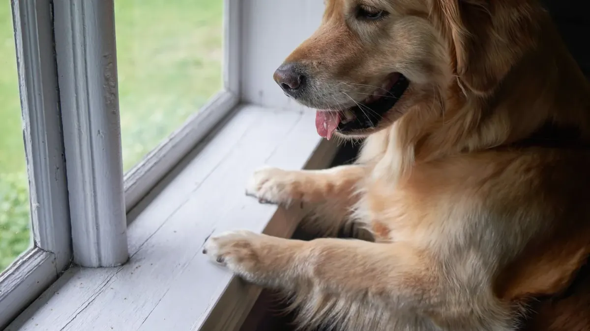 A dog standing at a living room window looking outside while home alone