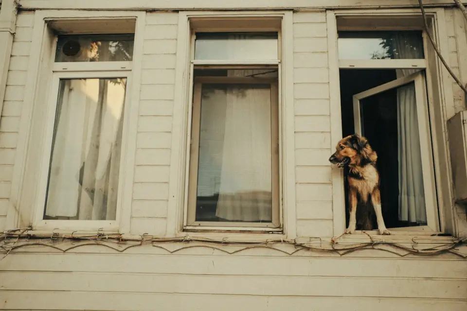 A dog standing at a window during a storm, ears back