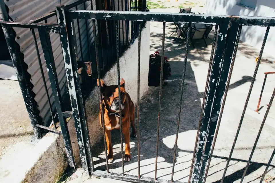 A dog standing behind a low baby gate in a home hallway