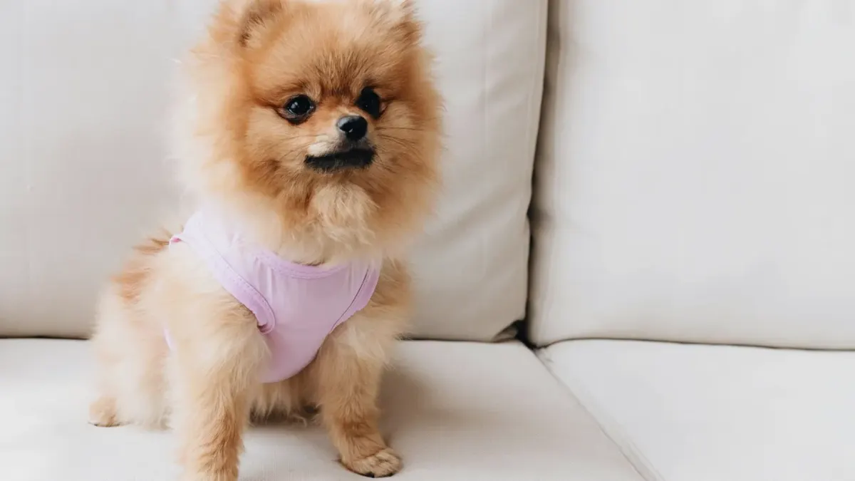 A dog standing calmly while wearing a snug pressure wrap vest