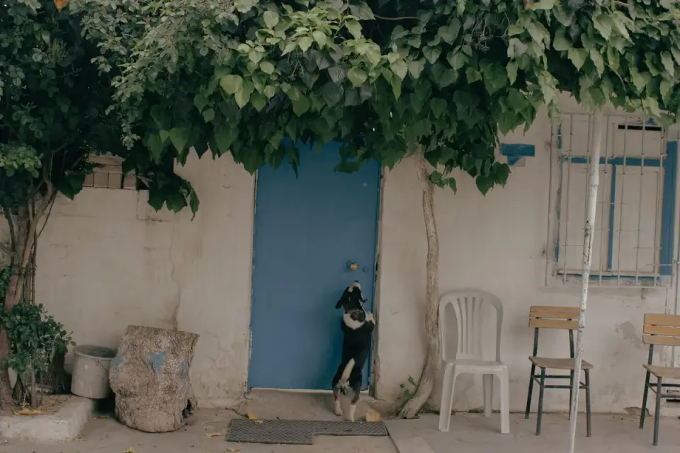 A dog standing near an open suitcase, ears back, watching its owner pack