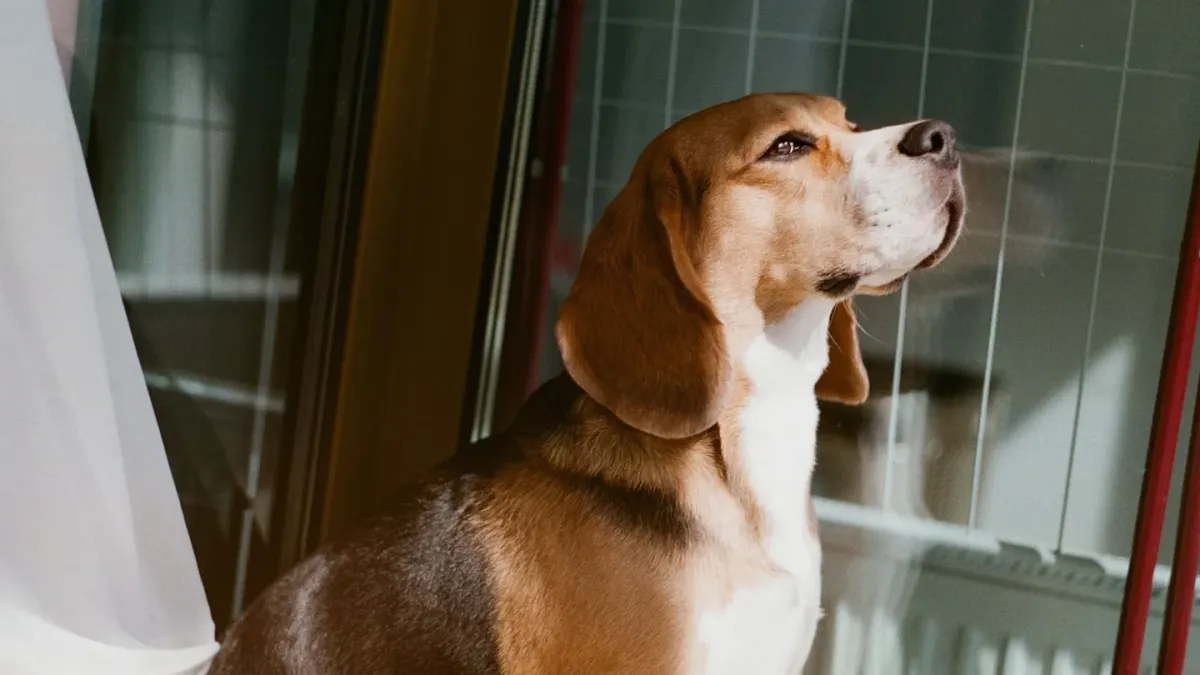 A dog standing near a covered litter box in a hallway