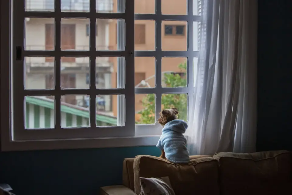 A dog standing near the front door looking anxious while home alone