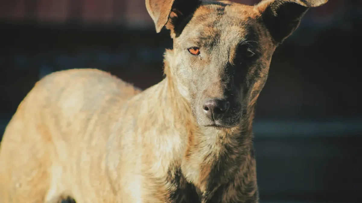 A dog standing on a porch with ears perked, head tilted toward a distant sound