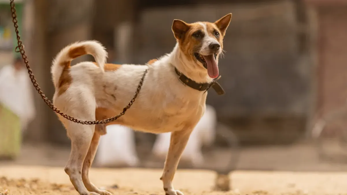 A dog standing stiffly on a leash with its weight shifted back and ears pinned