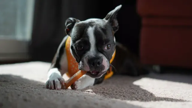 A dog taking a soft chew treat from its owner's hand in a kitchen