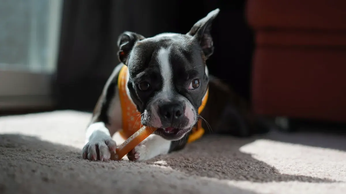 A dog taking a soft chew treat from its owner's hand in a kitchen