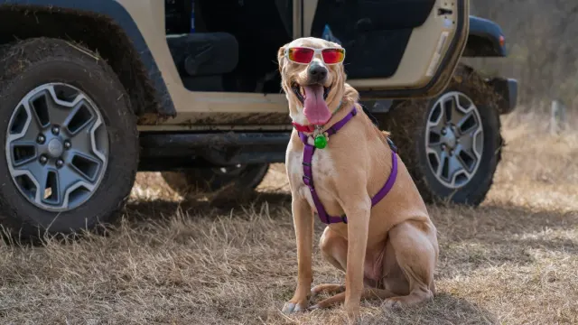 A dog wearing a car safety harness secured by the rear seatbelt