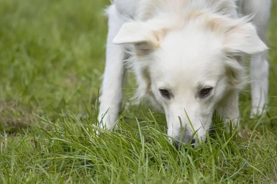 A dog with a stiff, lowered posture standing over a food bowl