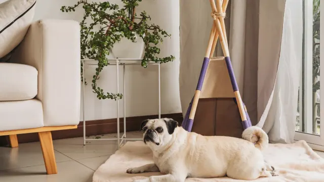 A dog working a snuffle mat on the living room floor