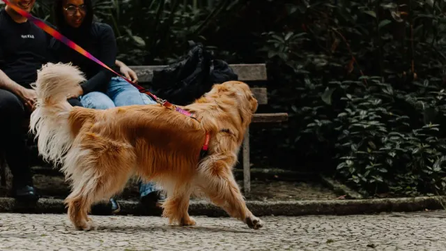 A golden retriever eating from a bowl while its owner watches nearby