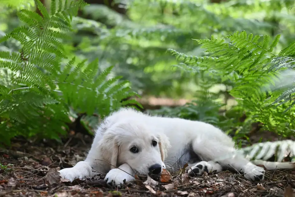 A golden retriever lying down and resting after a short walk