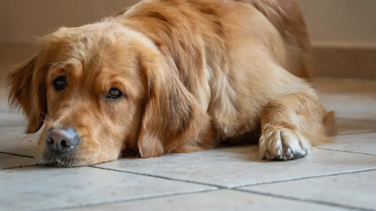 A golden retriever resting its head on its owner's lap in a living room