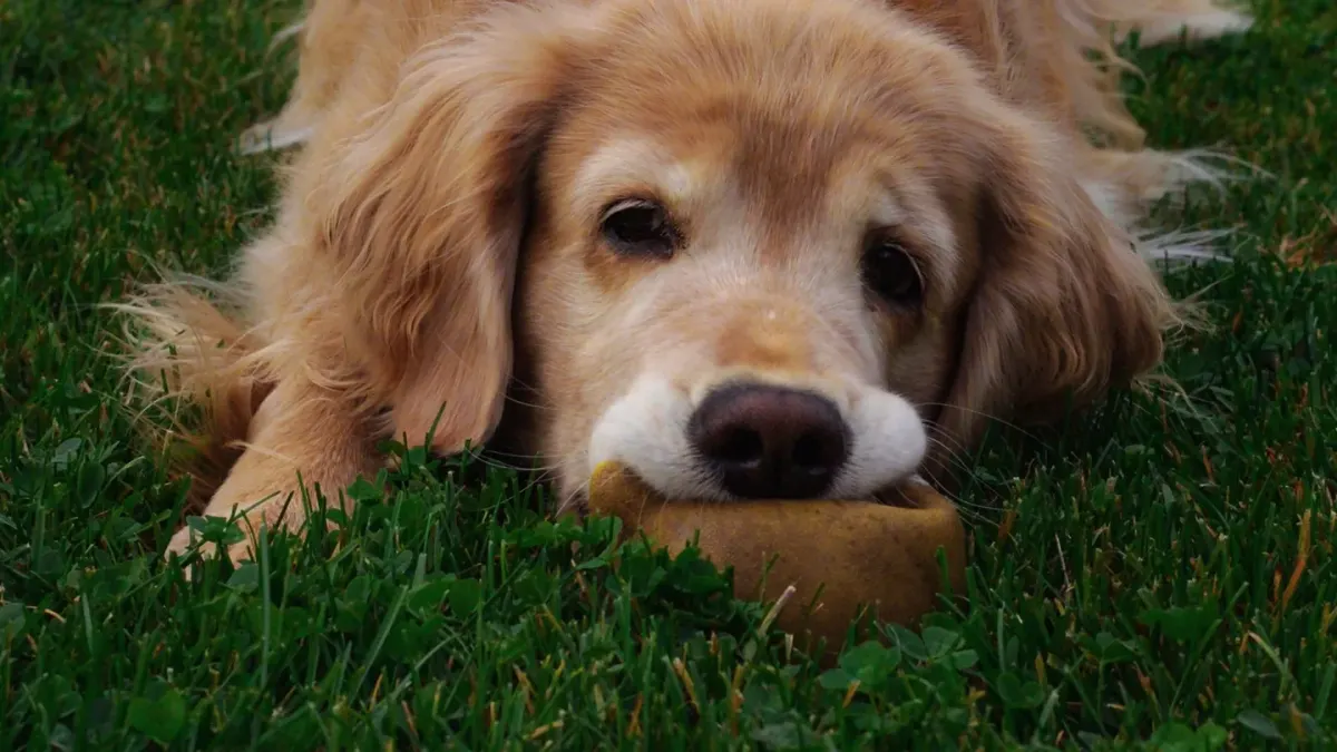 A golden retriever standing on a kitchen floor mid-chew, head lowered toward a treat