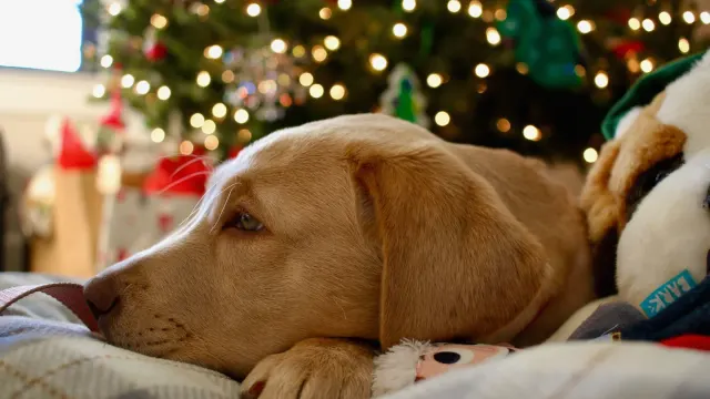 A gray-muzzled golden retriever lying calmly on a dog bed in a sunlit living room